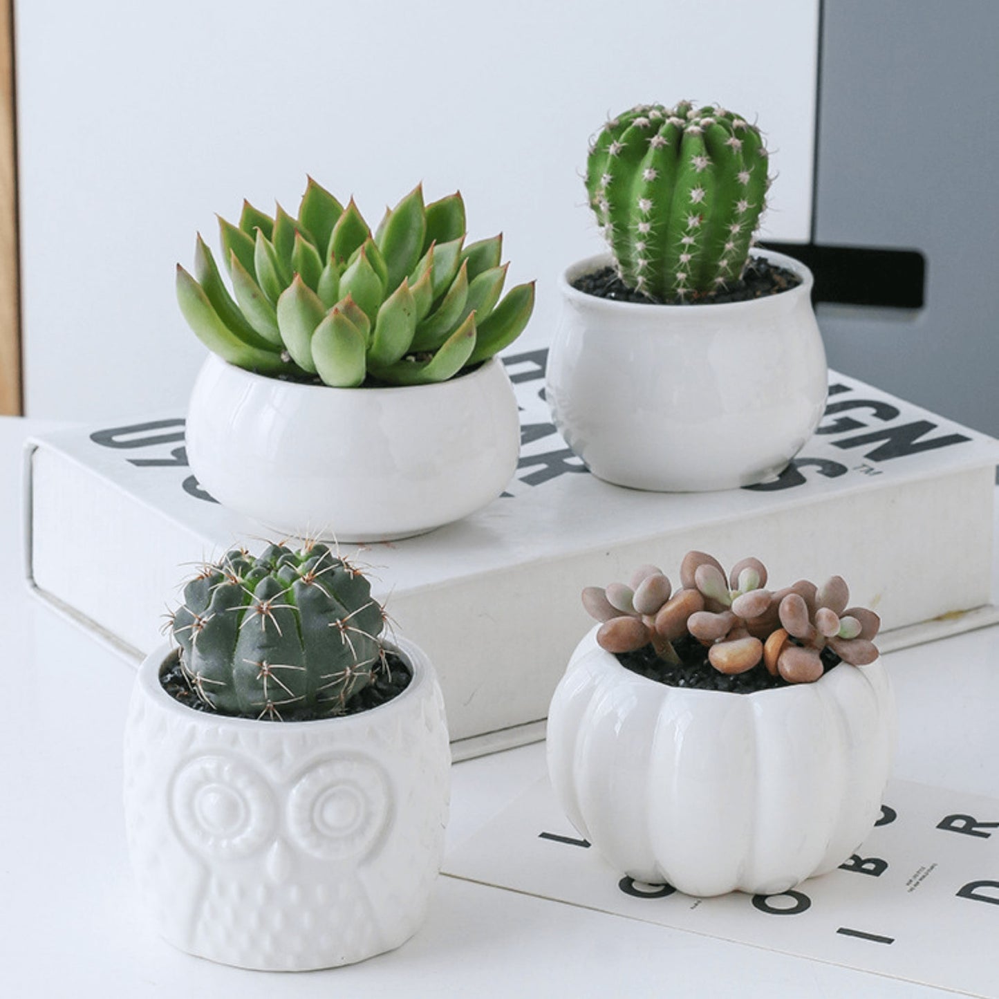 Modern Bamboo Stand Holder for Succulents and Plants