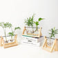 Plant Terrarium for Hydroponics Plants