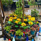 Solar Sunflower LED Light For Your Garden Decoration - Pack of 2