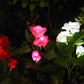 Solar Rose Light For Garden Decoration